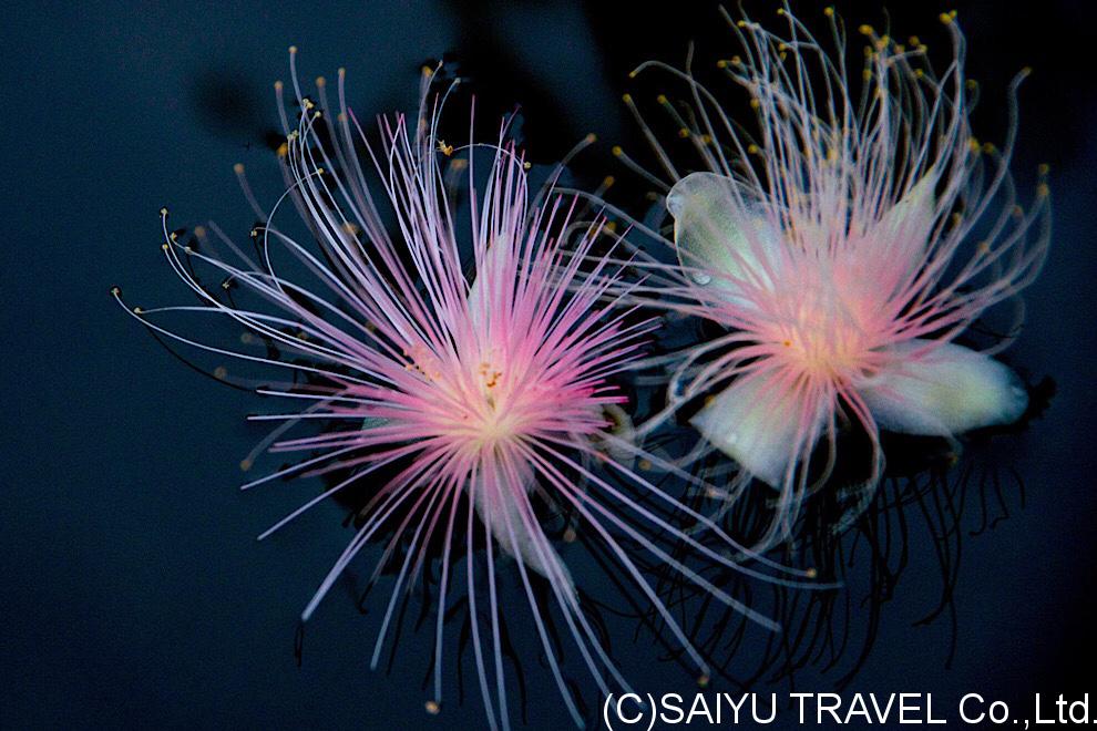 サガリバナの西表島