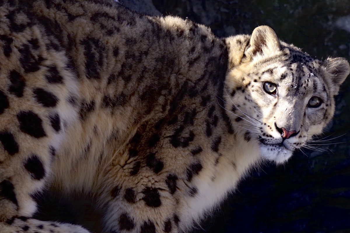 ■ツアー報告 旭山動物園で撮ってみた！