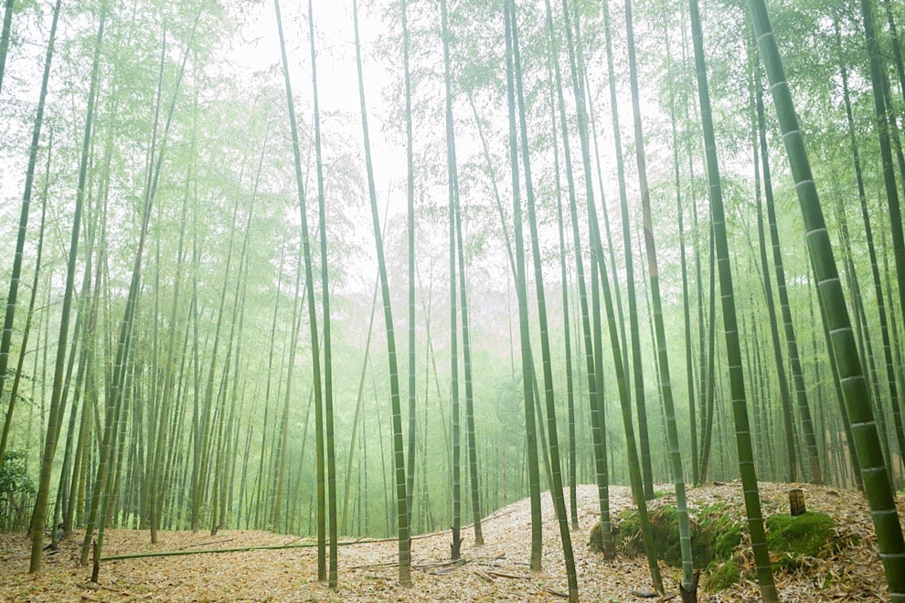 ■ツアー報告 京都トレイルと雨の森