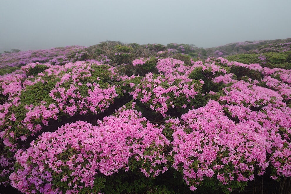 ツアー報告 ６月の花の山旅 美しき日本の旅 日本の絶景案内人ネイチャー フォトガイド 上鶴篤史 西遊旅行