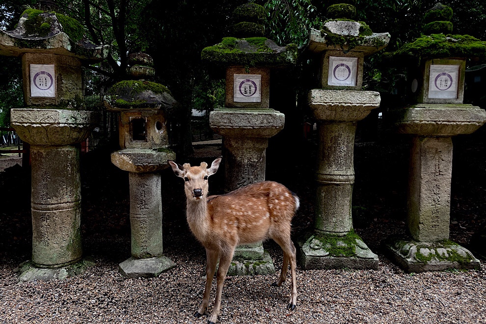 □ツアー報告 新緑の芦生の森、春日の森 – 美しき日本の旅｜日本の絶景