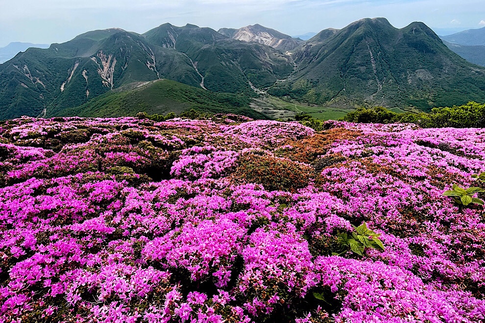 ■ツアー報告　ミヤマキリシマの九重連山を歩く