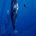 パトリックとクジラ 6000日の絆