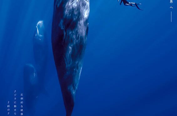 パトリックとクジラ 6000日の絆 - 「旅と映画 たびとえいが」 神保慶政