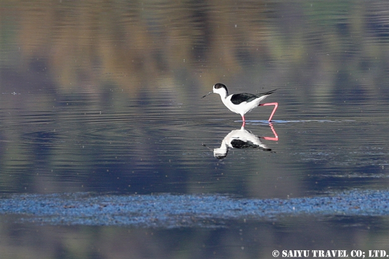 セイタカシギ Black-winged Stilt （ソーン渓谷）