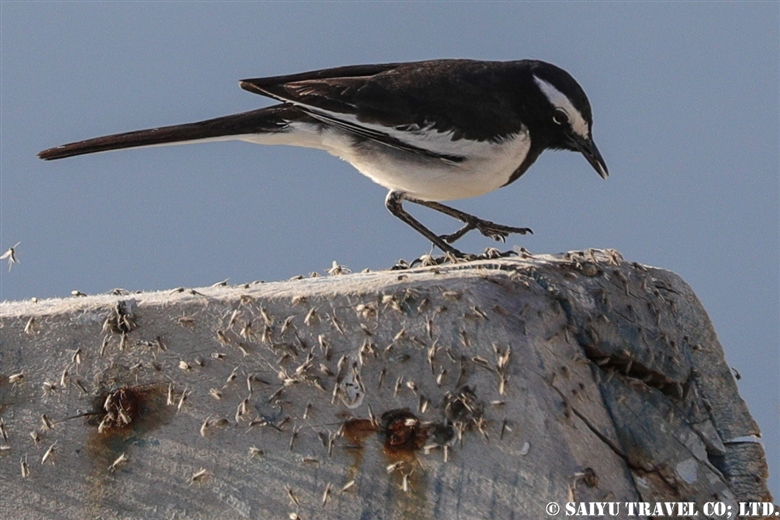 オオハクセキレイ White-browed Wagtail（ソーン渓谷）