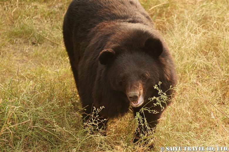 Balkasar Bear Sanctuary バルカサール ベアーサンクチュアリ 虐待されたクマたちの保護を Discover Pakistan