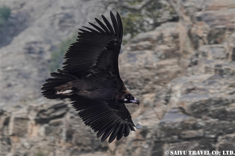 クロハゲワシ Cinereous Vulture チトラル ゴル国立公園 Discover Pakistan