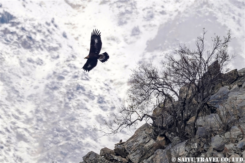 イヌワシ Golden Eagle （チトラル・ゴル国立公園）