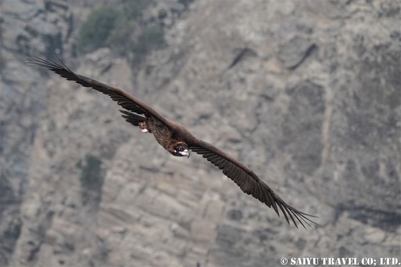 クロハゲワシ Cinereous Vulture （チトラル・ゴル国立公園）