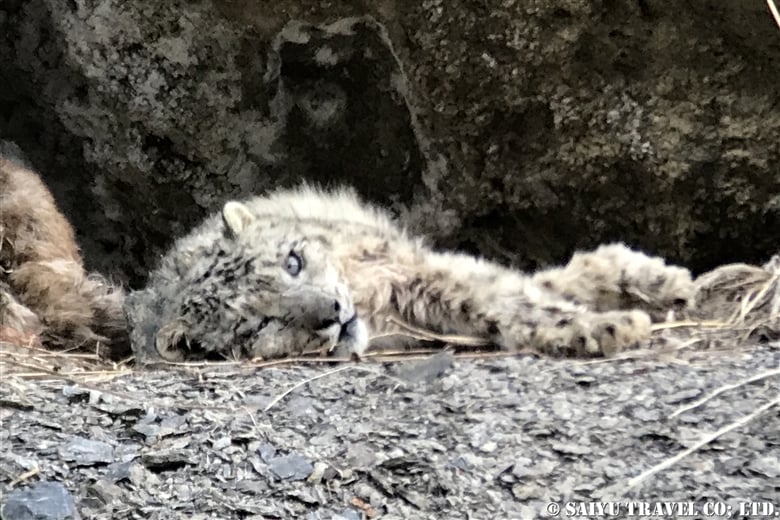 ユキヒョウ、狩りの後