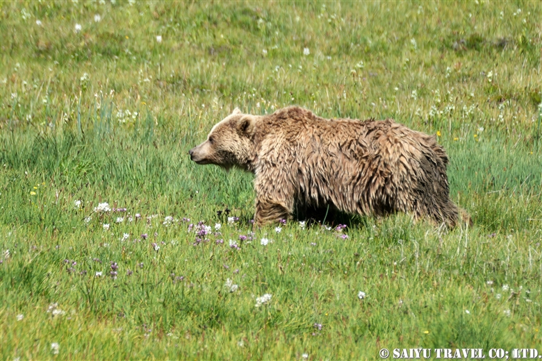 動物を観察した地域 国 ワイルドライフ Wildlife 世界の野生動物観察日記 動物を観察した地域 国 ワイルドライフ Wildlife 世界の野生動物観察日記