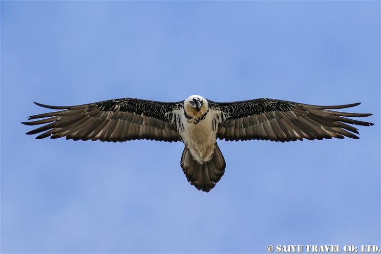 ヒゲワシ  Lammergeier （クンジュラブ国立公園）