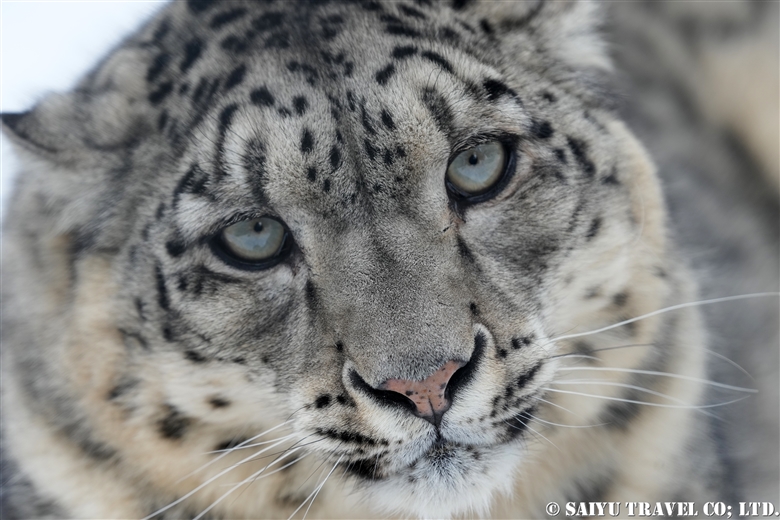 ユキヒョウのローリー Lolly the Snow Leopard 2023