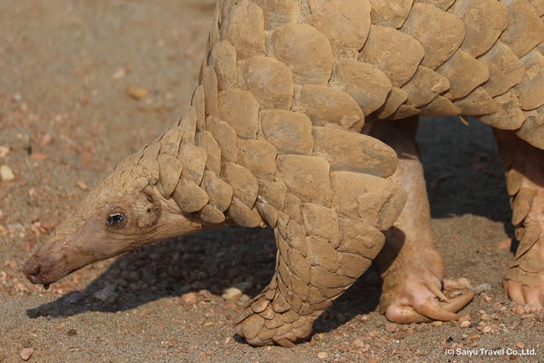 インドセンザンコウ The Indian Pangolin