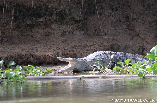 コスタリカ自然観察の旅　その２　<br>オサ半島のコルコバード国立公園へ