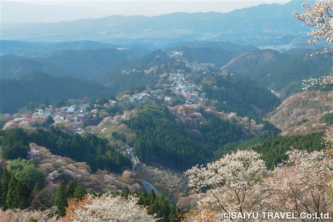  吉野山の桜 