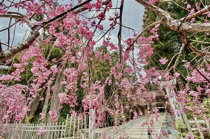 高野山の桜