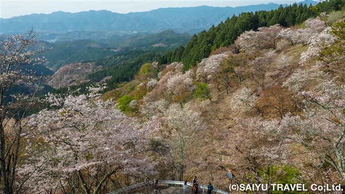 吉野山の桜