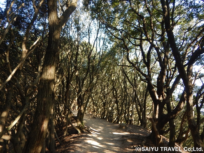 ブナ科ウバメガシの林を歩く