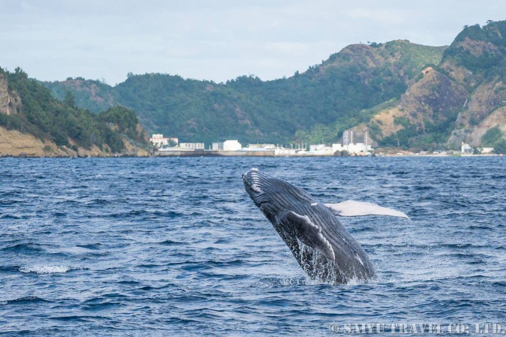 小笠原諸島でザトウクジラのホエールウォッチング