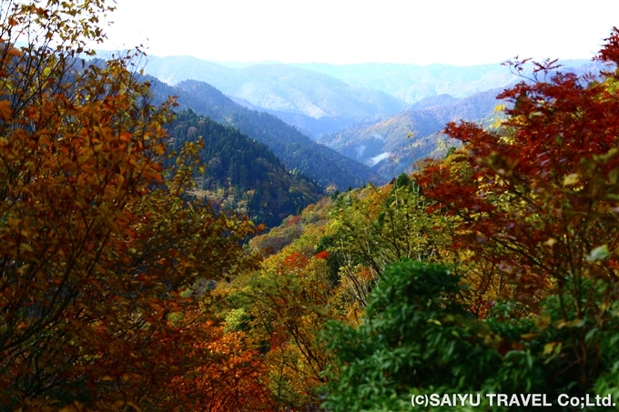 芦生の森の紅葉