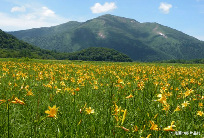 花の尾瀬フラワートレッキングとチャツボミゴケの群生地を歩く～トレッキング１日目～