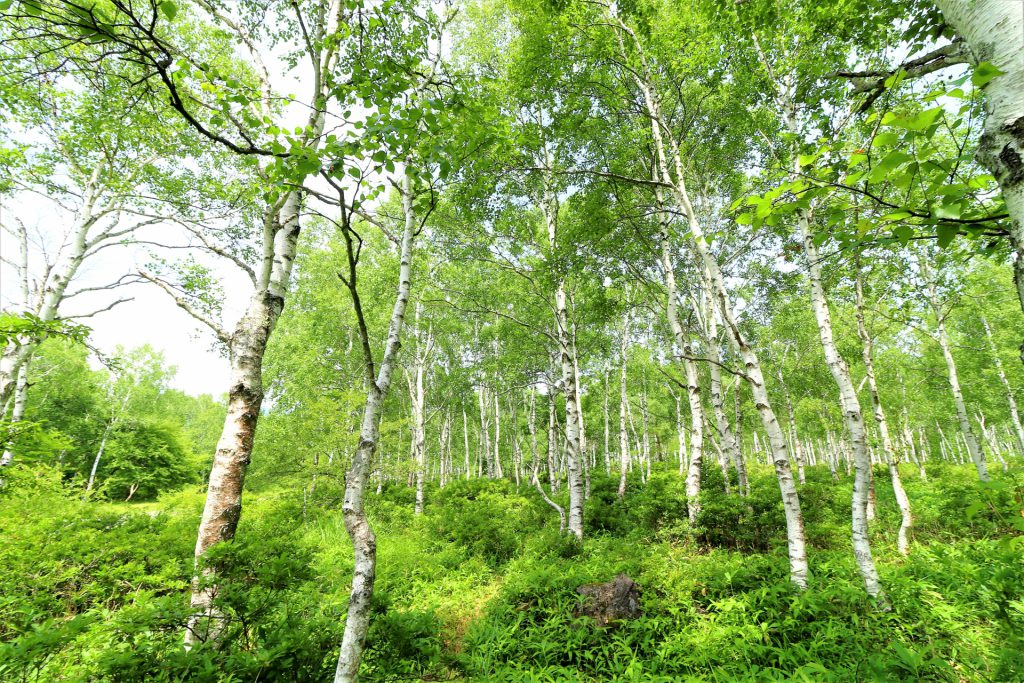 夏の八ヶ岳山麓<br>6ヶ所で信州の大自然を体感するハイキング