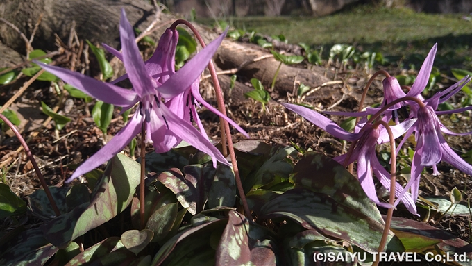 カタクリの花