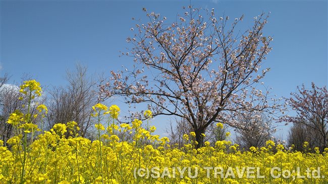 菜の花ロード