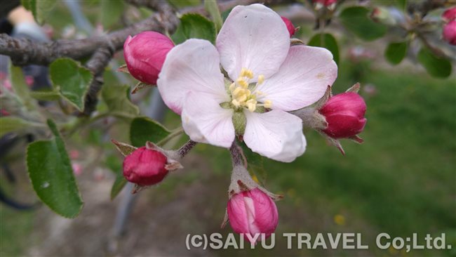 林檎の花