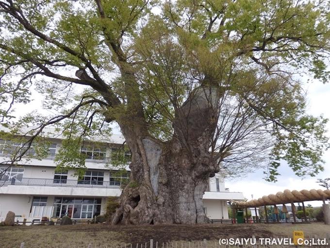 日本の巨樹・名木を巡る②