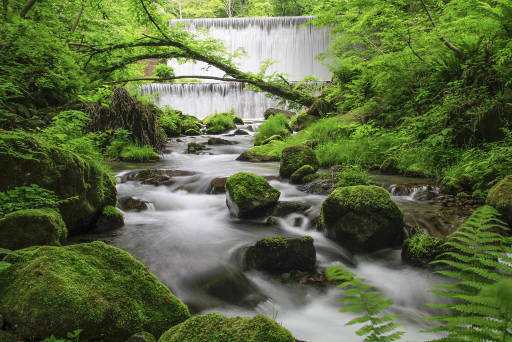 大山ブナの森ウォークと三徳山投入堂