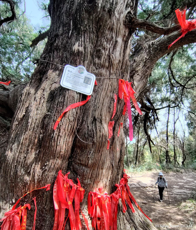 樹齢2000年の柏の木