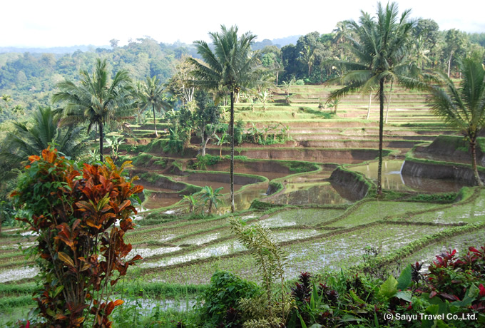 棚田やジャングルの中をトレッキング
