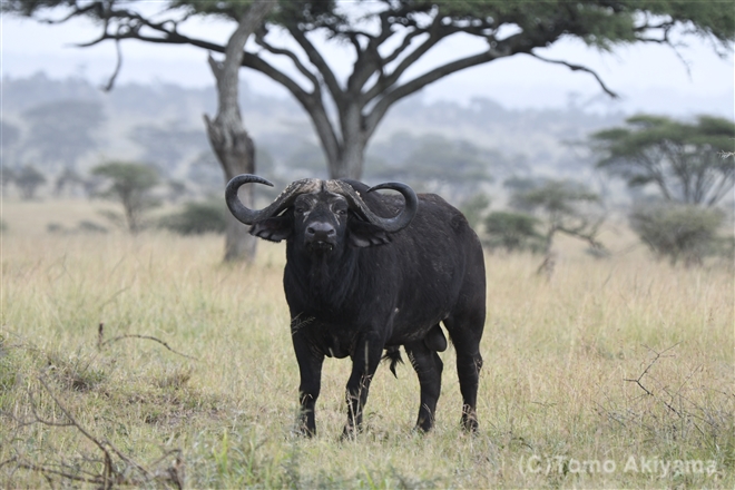 アフリカスイギュウ – 「Wildlife Photo Journal」動物スペシャリスト・秋山知伸