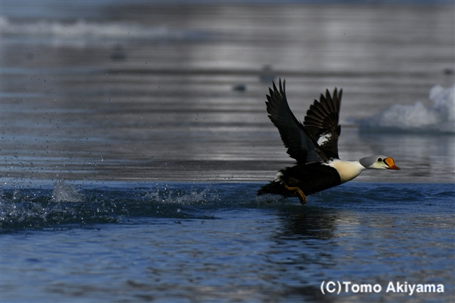 59 ケワタガモ　King　Eider