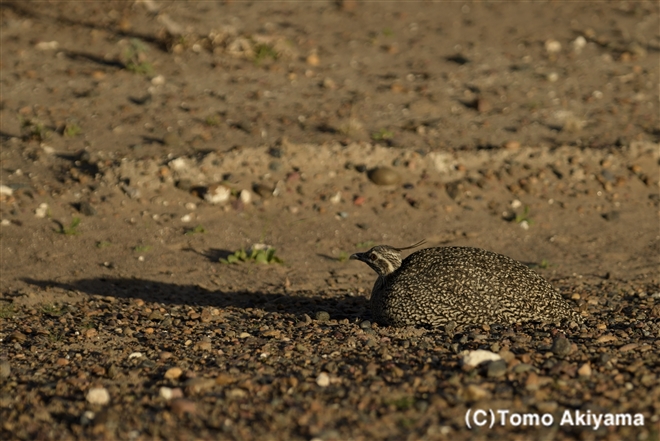 143　カンムリシギダチョウ　Elegant Crested Tinamou