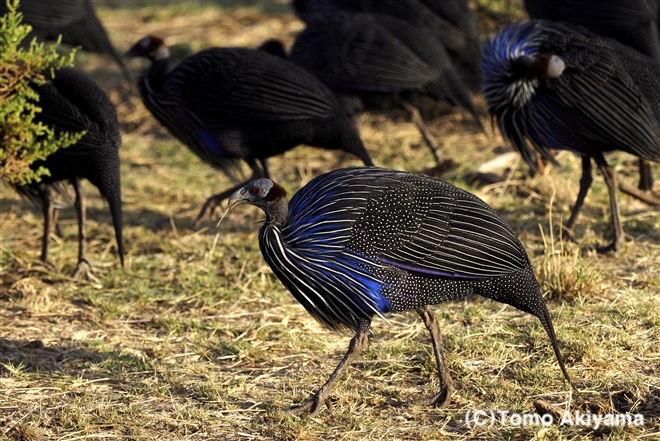 176 フサホロホロチョウ　Vulturine Guineafowl