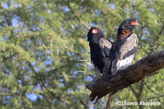 179 ダルマワシ　Bateleur