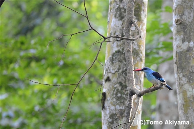 191 アオムネショウビン　Blue-breasted Kingfisher