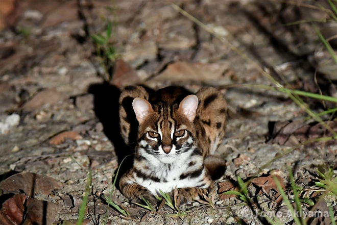 31　ベンガルヤマネコ　Leopard Cat