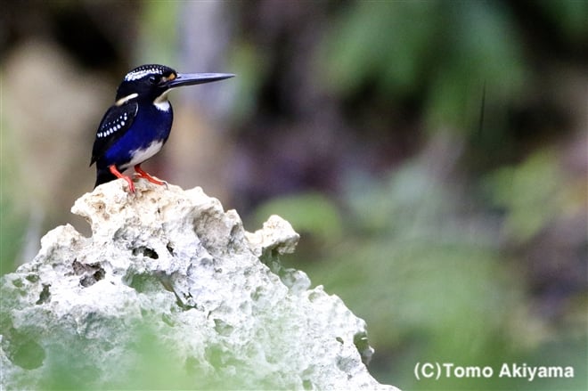 66　セジロカワセミ　Silvery Kingfisher