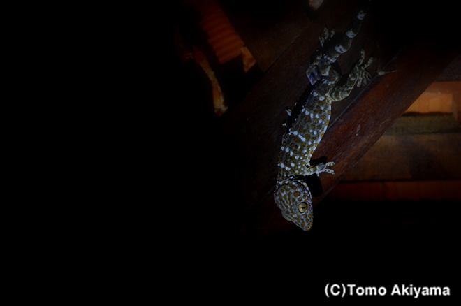 70 トッケイヤモリ　Tokay Gecko