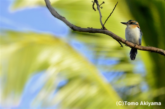 72 マンガイアショウビン　Mangaia Kingfisher