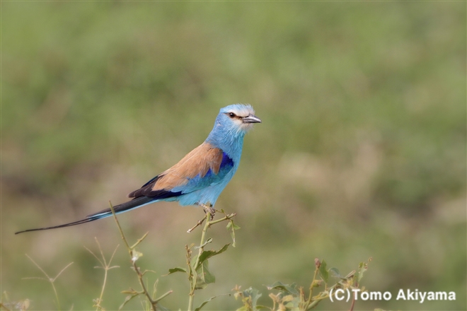 76 オナガニシブッポウソウ　Abyssinian Roller