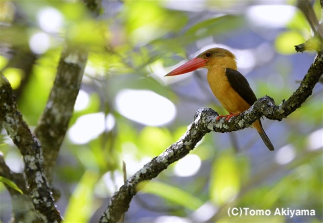 77 チャバネコウハシショウビン　Brown-winged Kingfisher