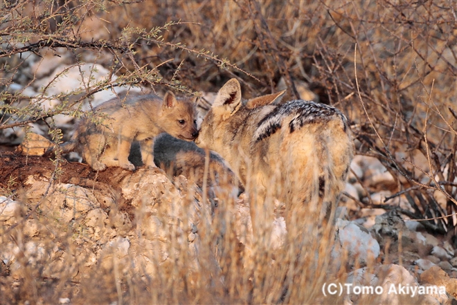 75 セグロジャッカル　Black-backed Jackal