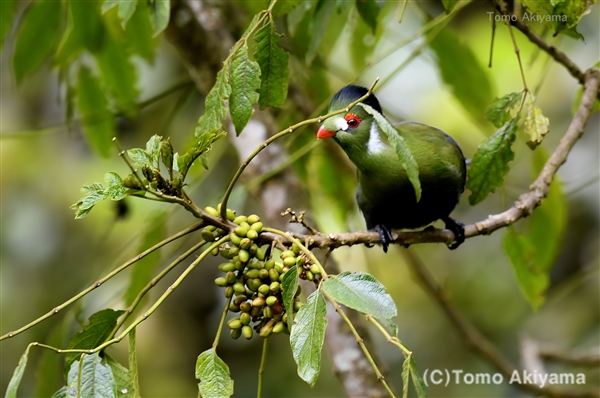 2 ホオジロエボシドリ　White cheeked Turaco