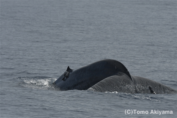 6 シロナガスクジラ　Blue Whale